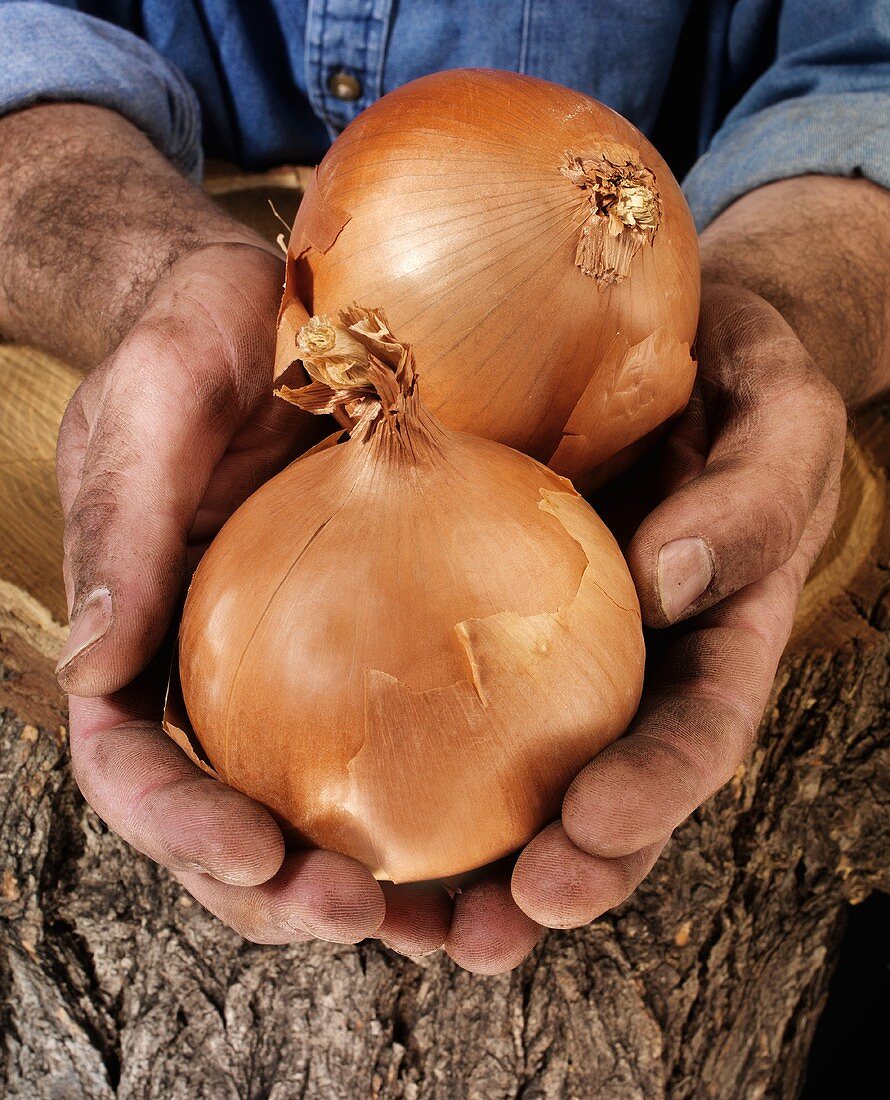 Man holding two onions in both hands over a tree trunk