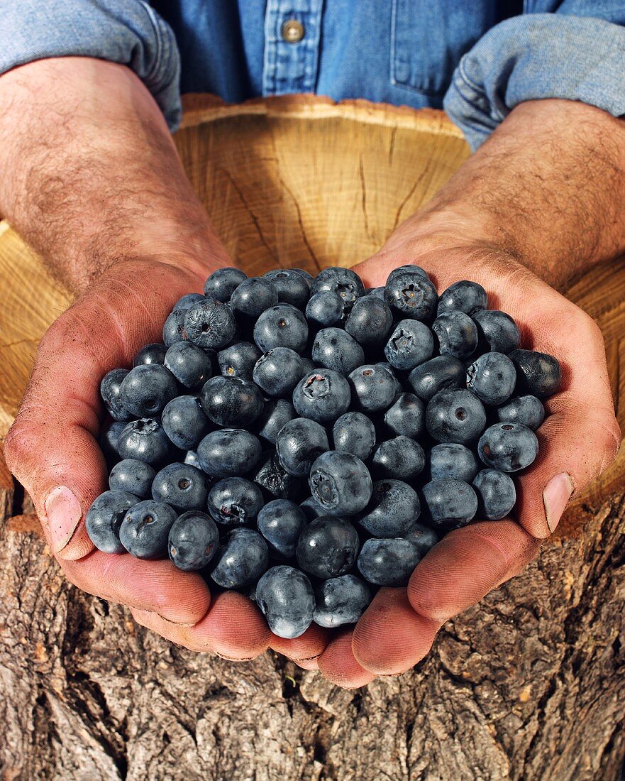 Man holding blueberries in both hands over a tree trunk
