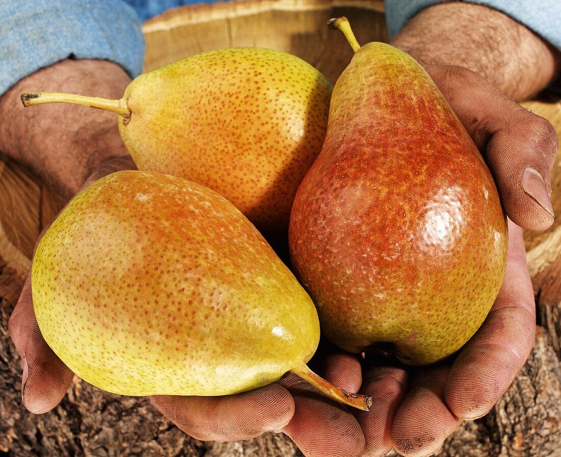 Man holding three pears in both hands over a tree trunk