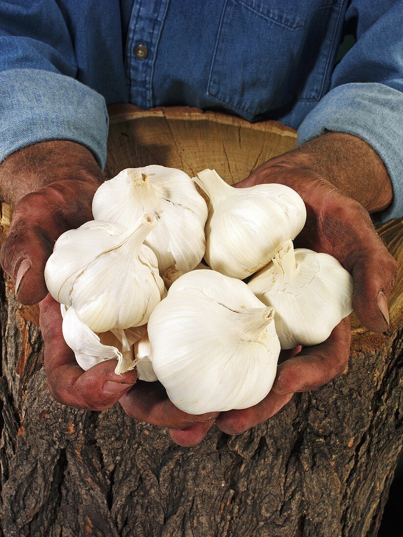 Man holding garlic bulbs in both hands