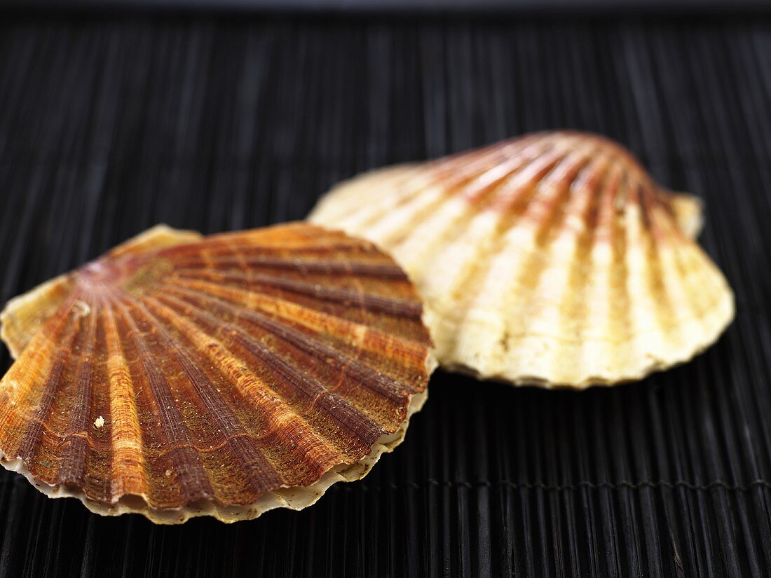 Two scallops