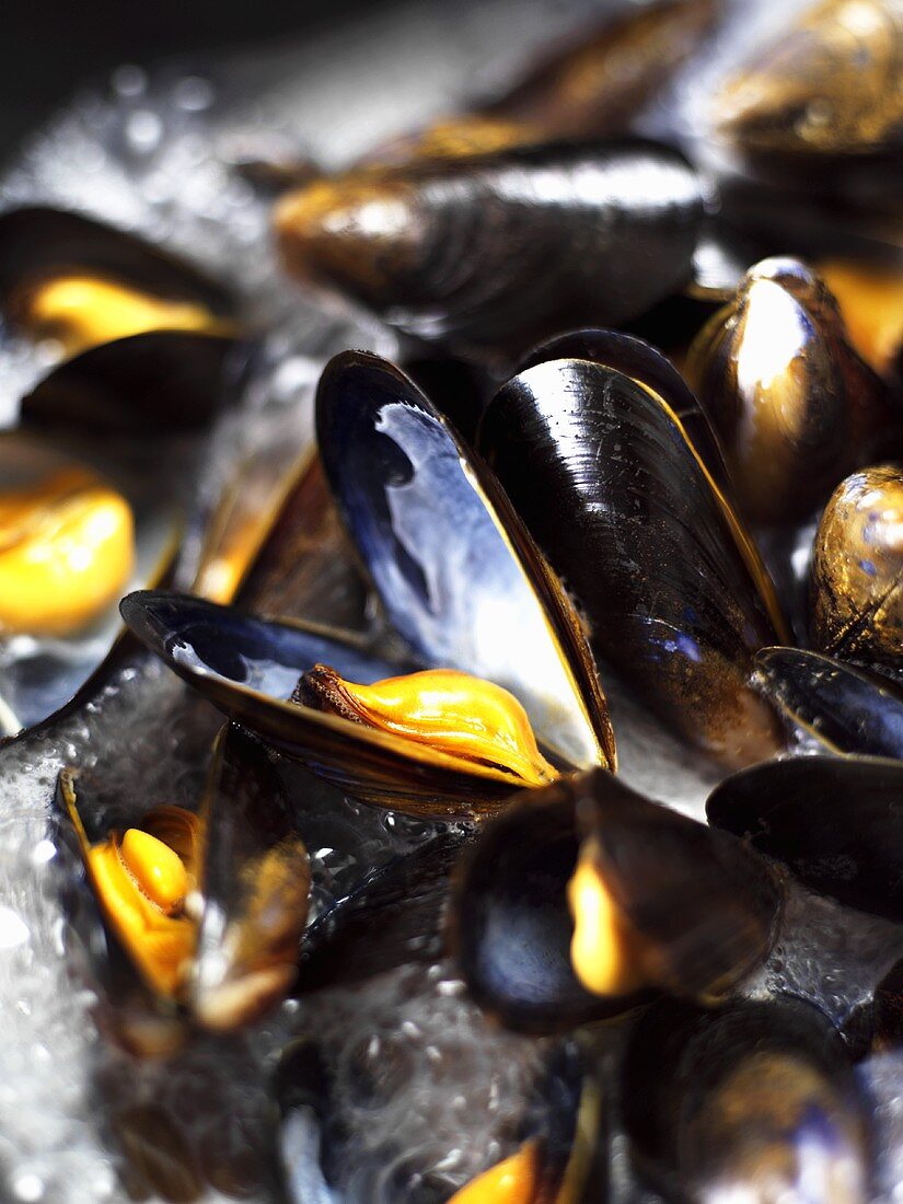 Cooking mussels in white wine