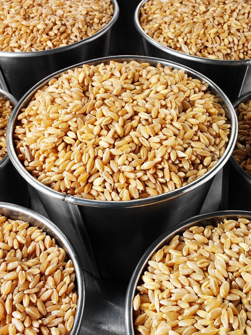 Grains of wheat in buckets