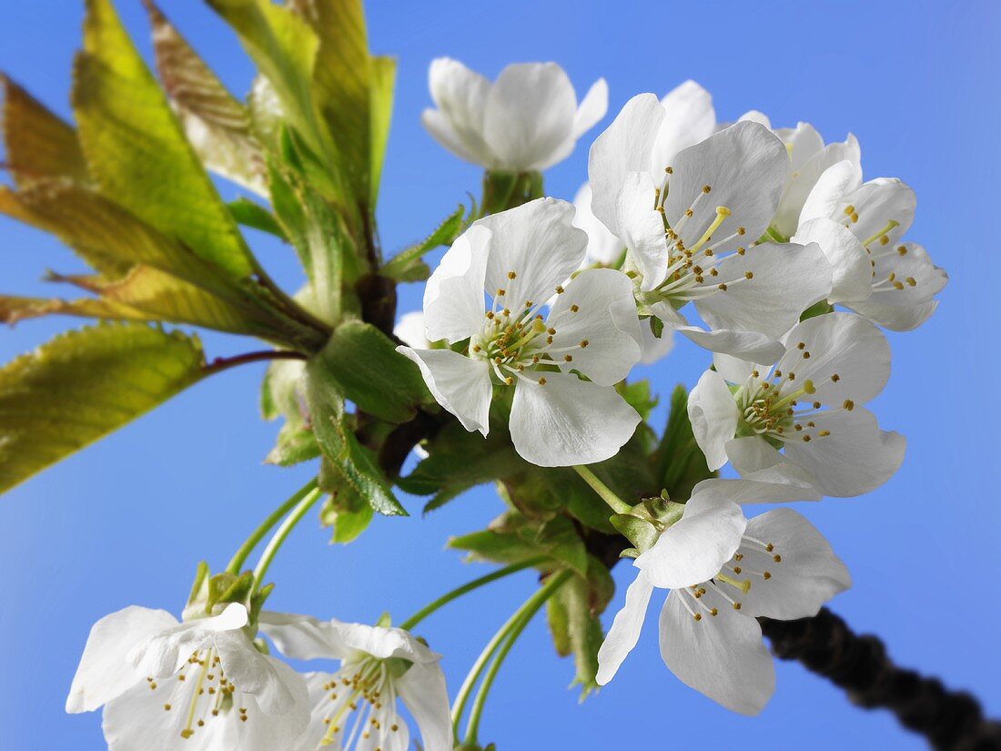 Cherry blossom on a branch against a blue sky
