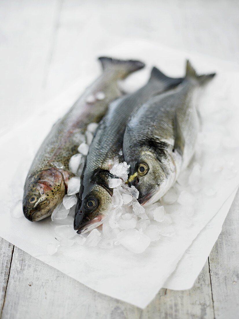 Sea bass and trout on crushed ice and paper