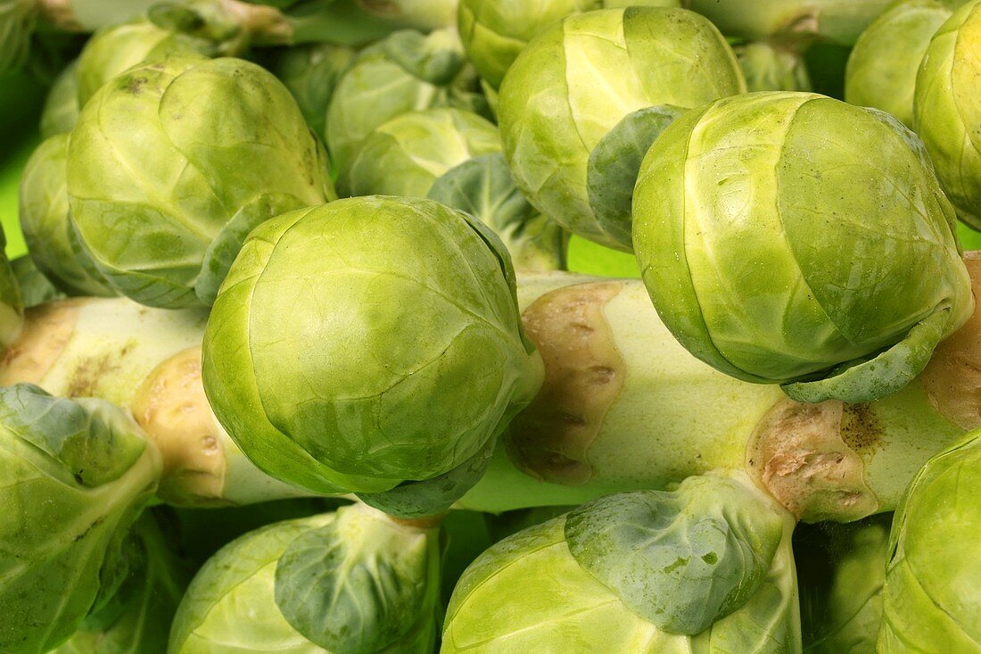Brussels sprouts on the plant