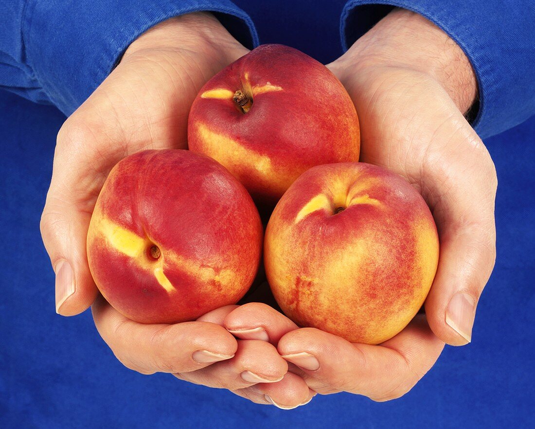 Hands holding three nectarines