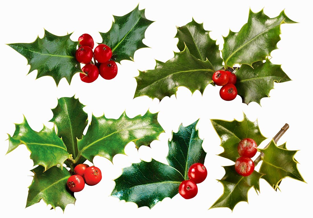 Holly with berries