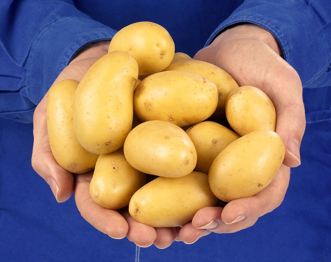 Hands holding potatoes