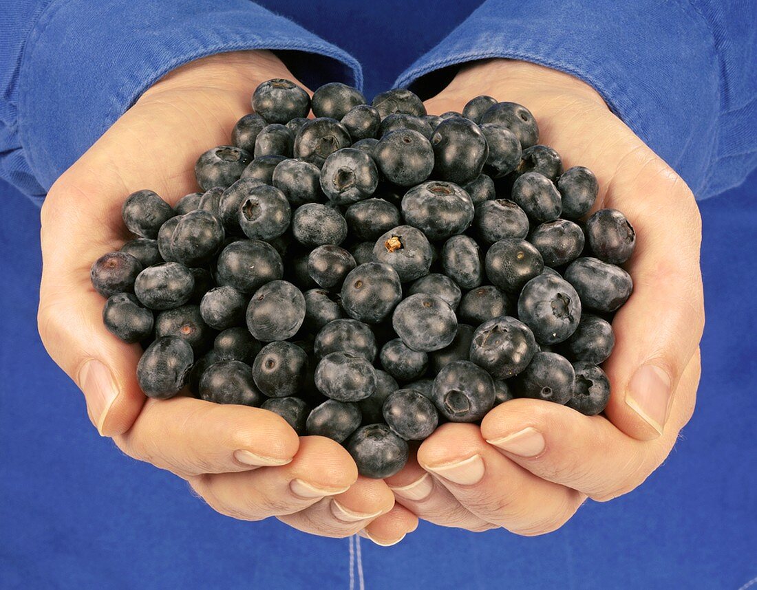 Hands holding blueberries