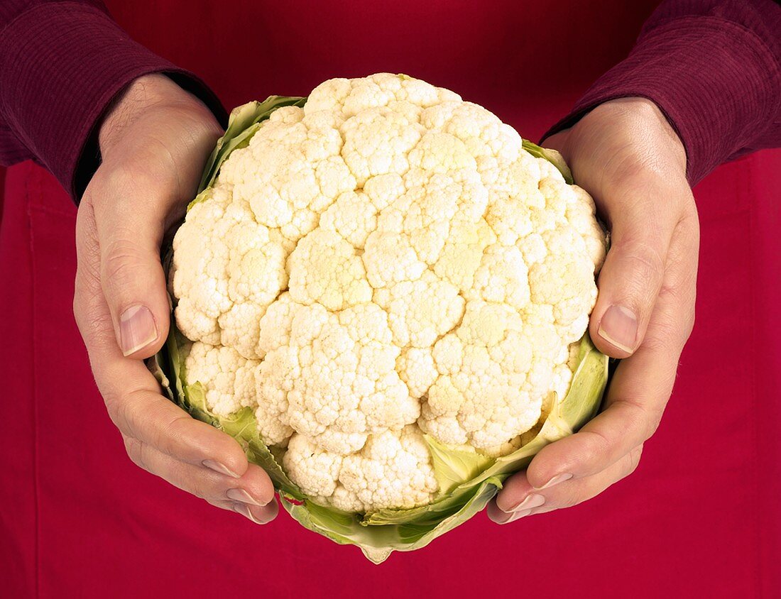 Hands holding cauliflower