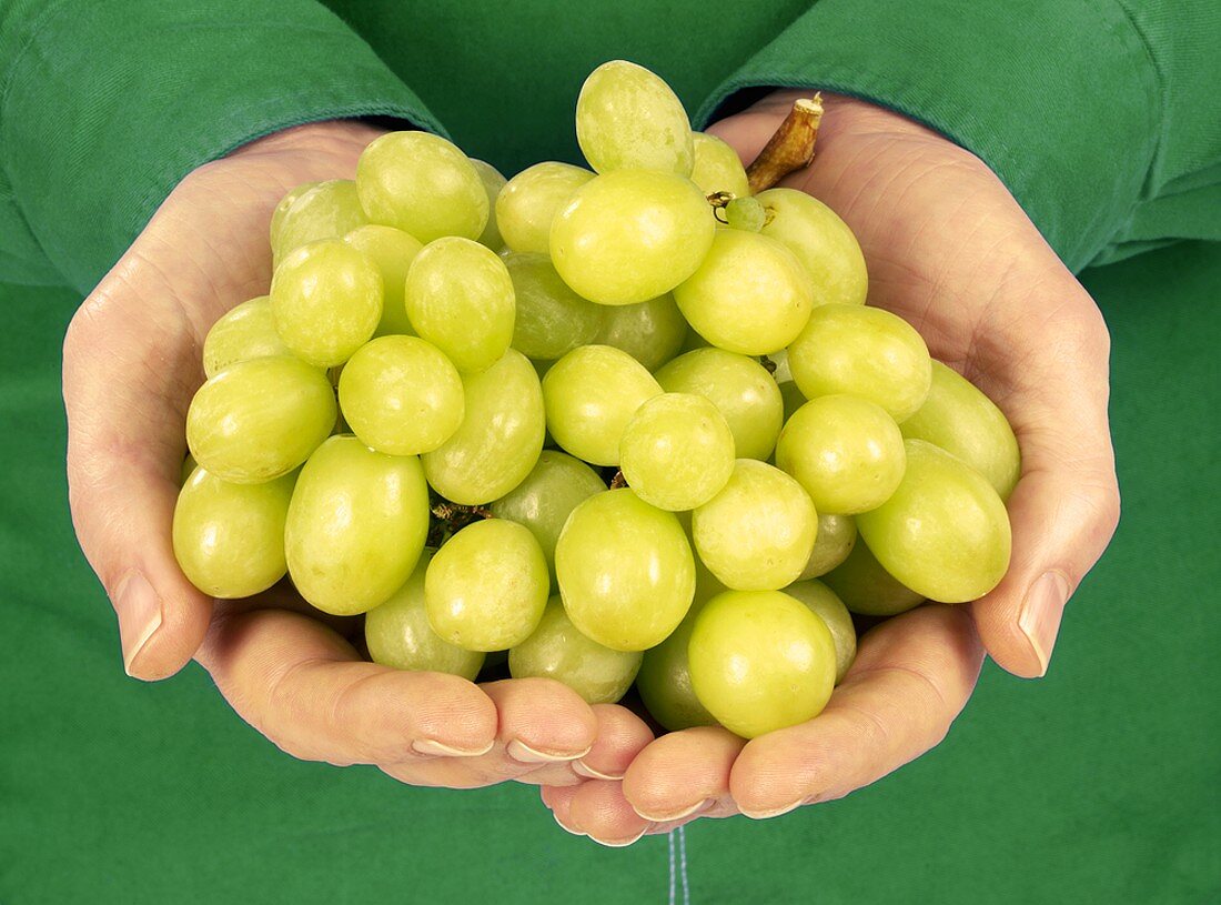 Hands holding fresh green grapes