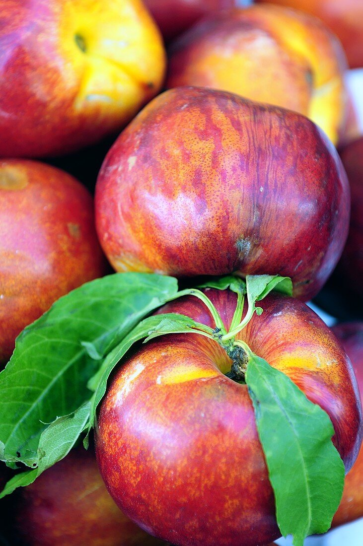 Frische Nektarinen auf einem Markt in Lazio, Italien