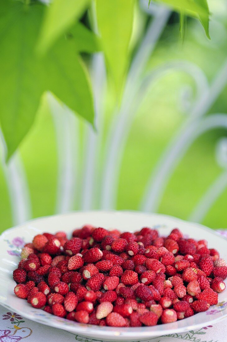 Wild strawberries on a plate