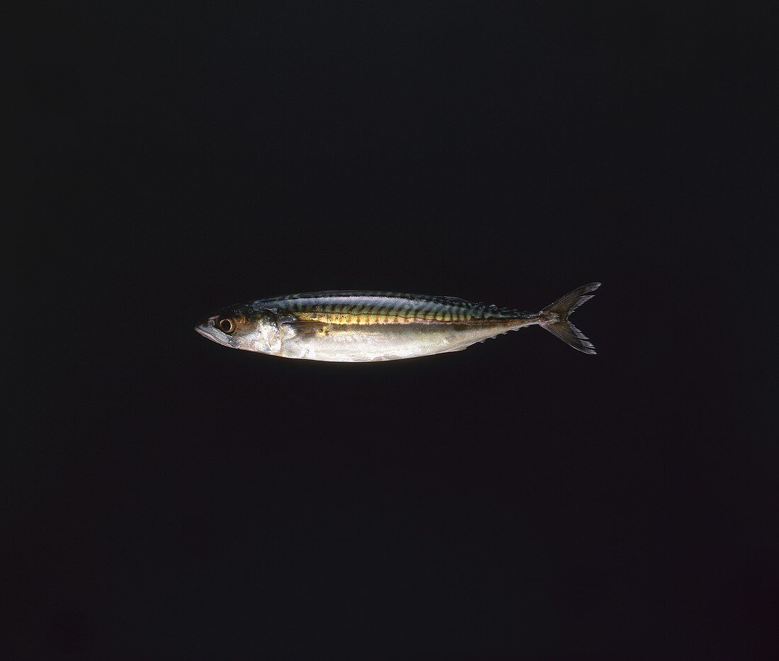 A mackerel