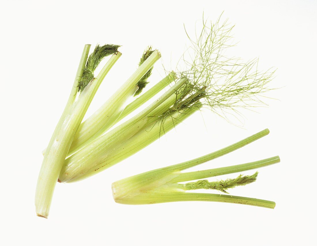 Fenchel