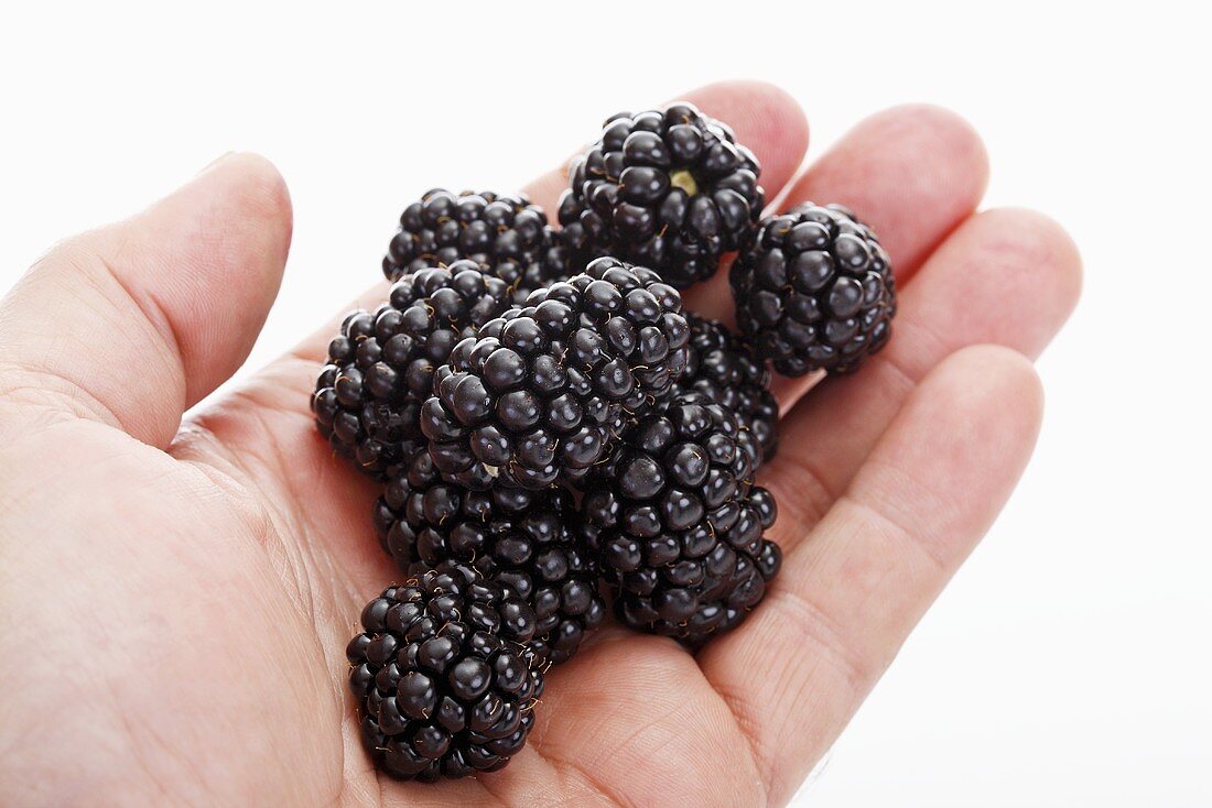 A hand showing fresh blackberries