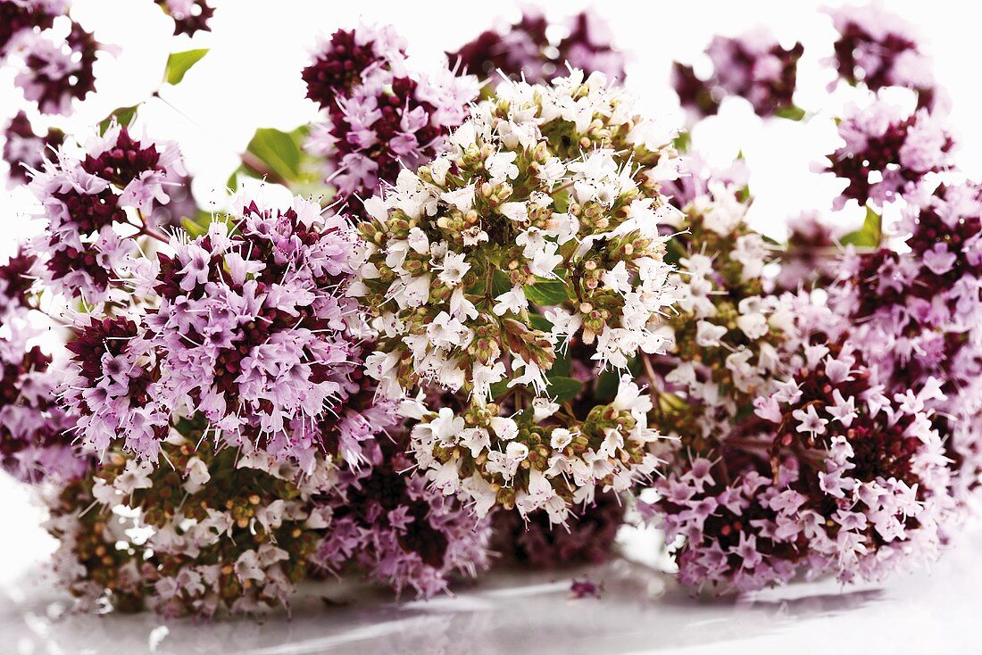 White and pinkish-purple marjoram flowers
