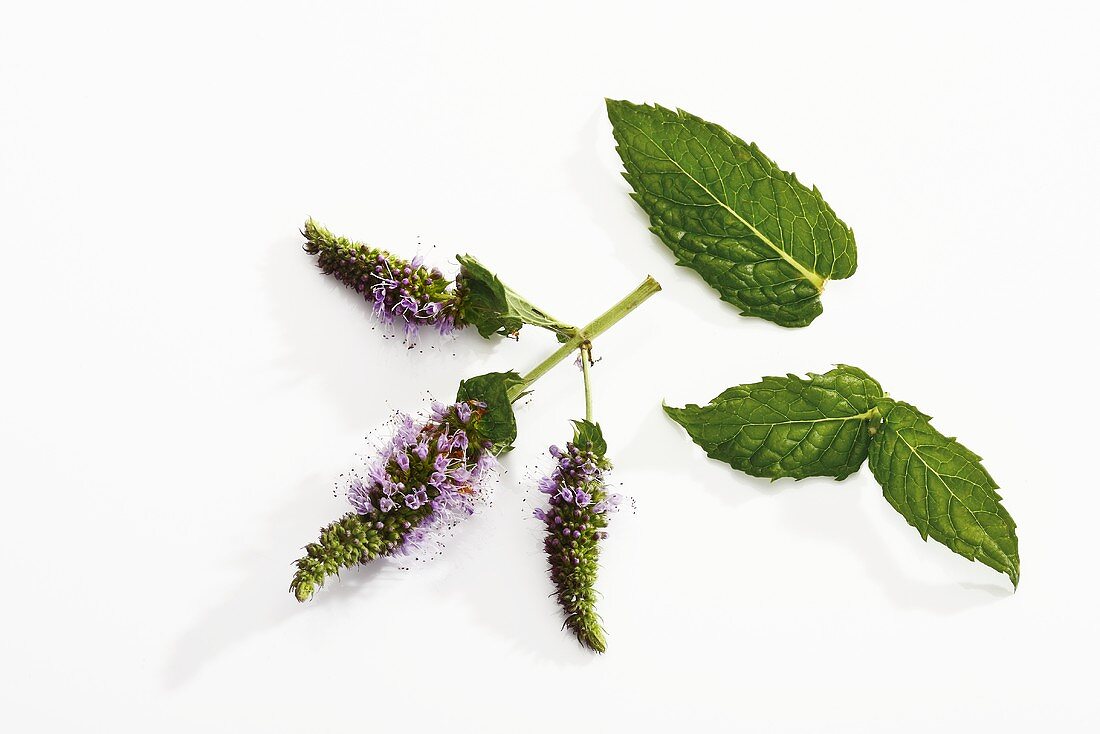 Peppermint leaves and flowers