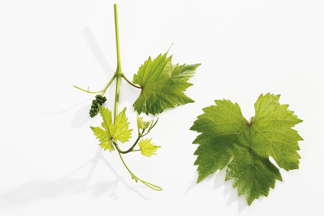 Vine leaves and shoot