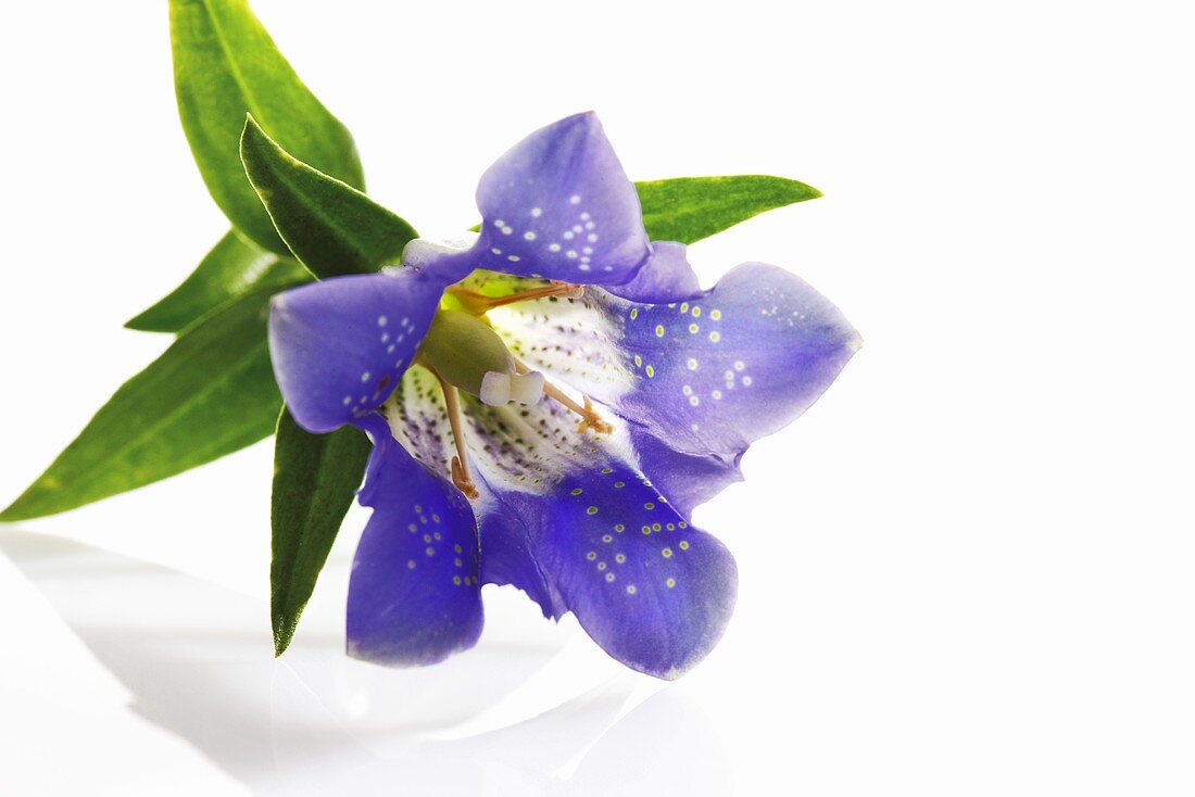 A blue gentian flower