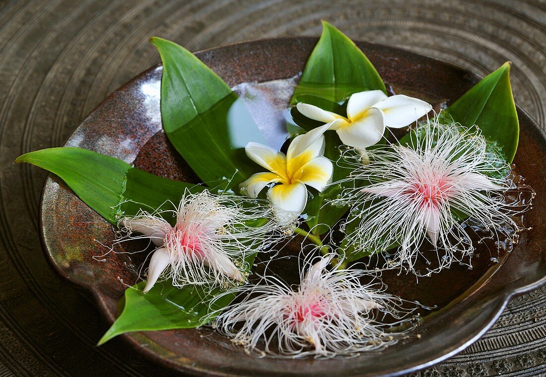 Plumeria flowers floating in water