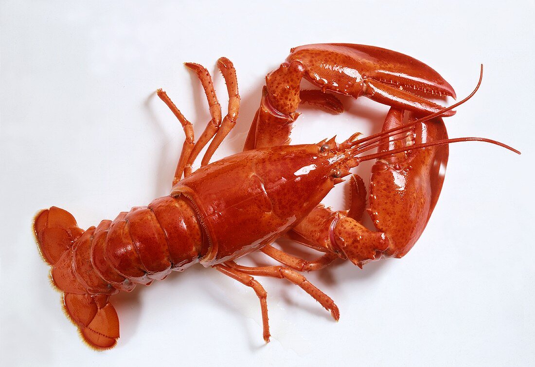 Boiled Lobster