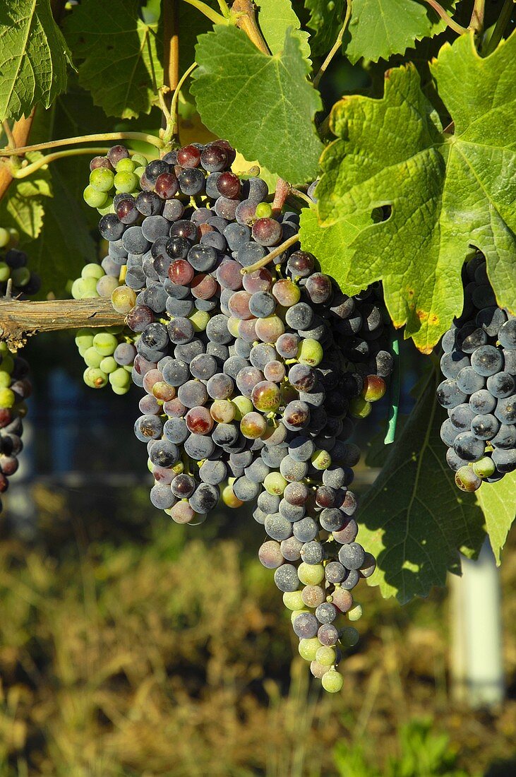 Sangiovese grapes on the vine, Villa Pillo Estate, Tuscany, Italy