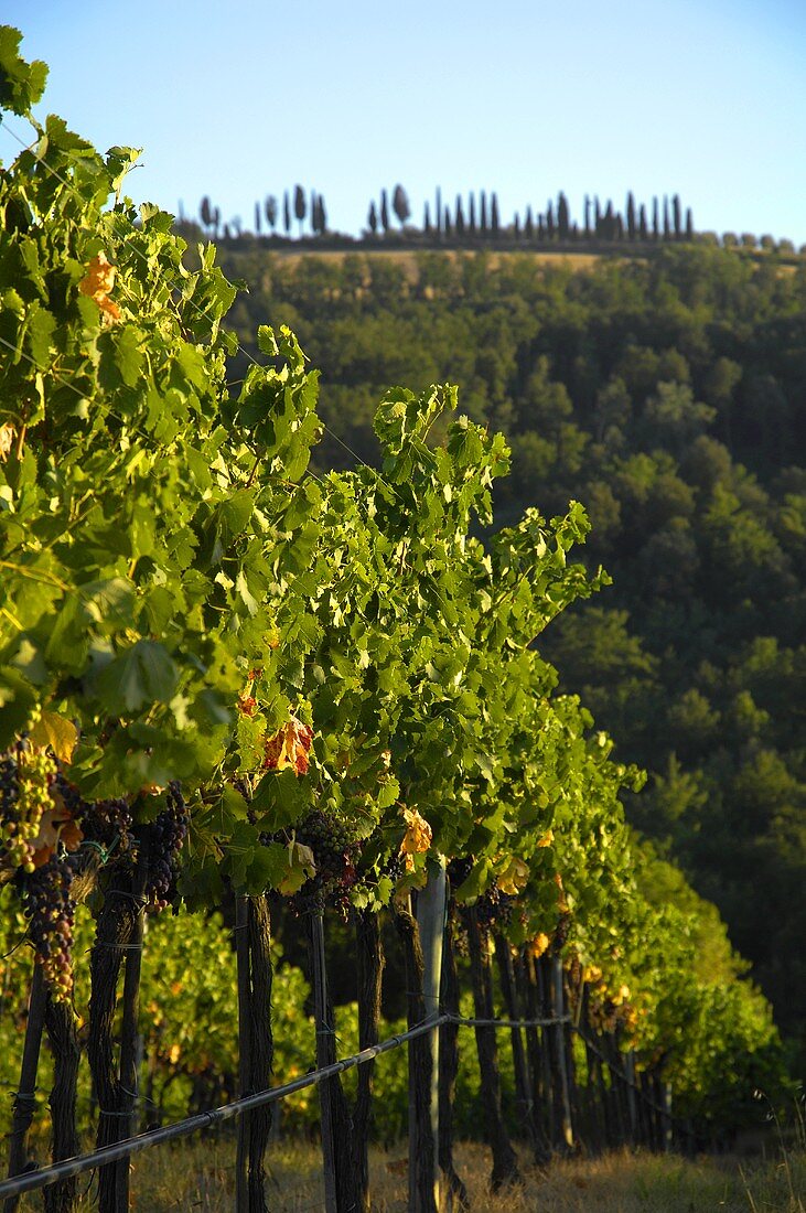 Weinberg vom Weingut Villa Pillo, Toskana, Italien