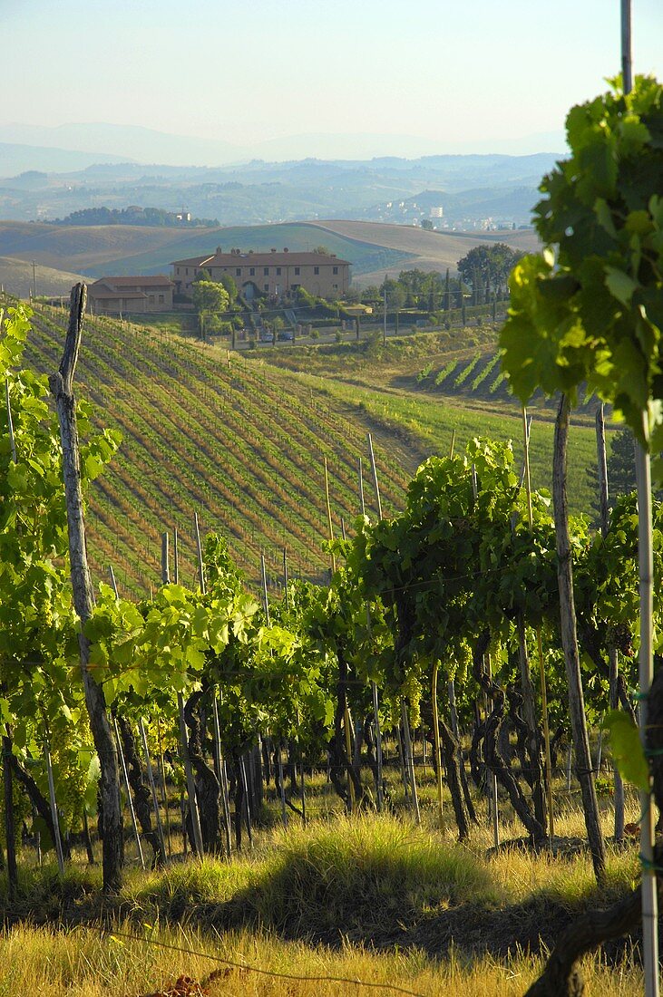 Weinberg vom Weingut Villa Pillo, Toskana, Italien