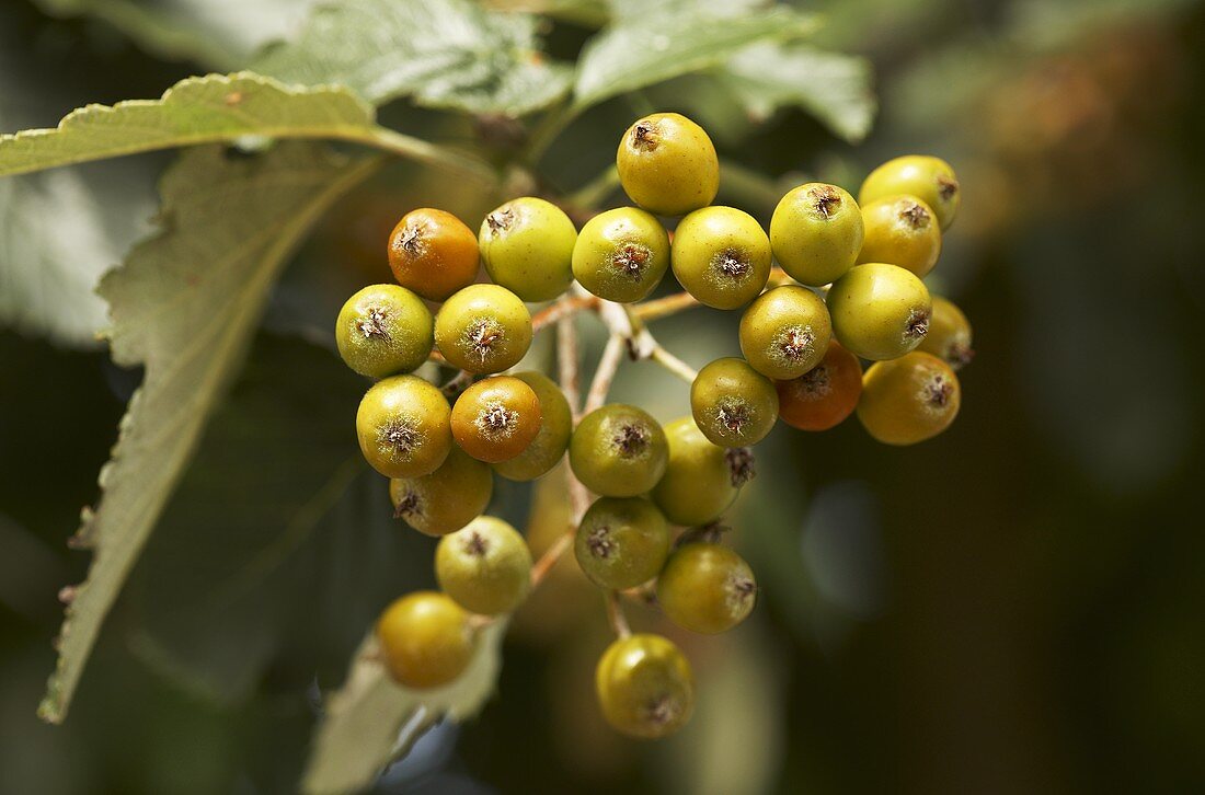 Mehlbeeren am Baum