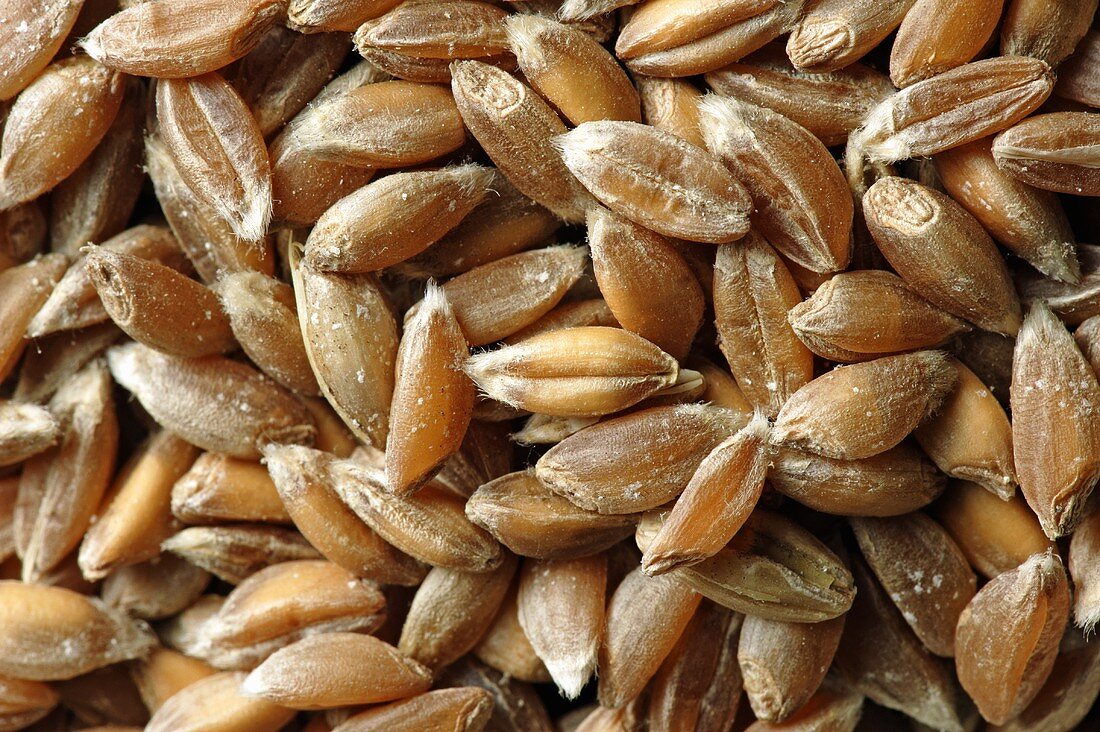 Emmer wheat (close-up)