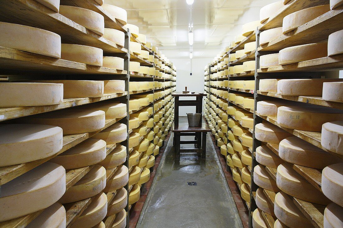 Ripening room at a cheese dairy