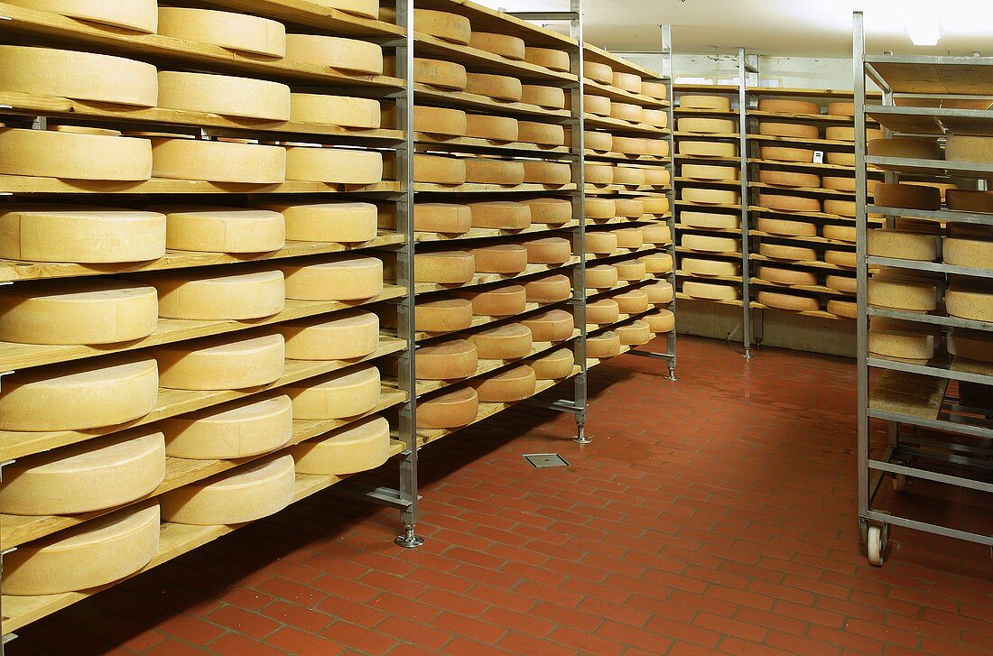 Bergkäse cheese (Alpine cheese) in ripening room