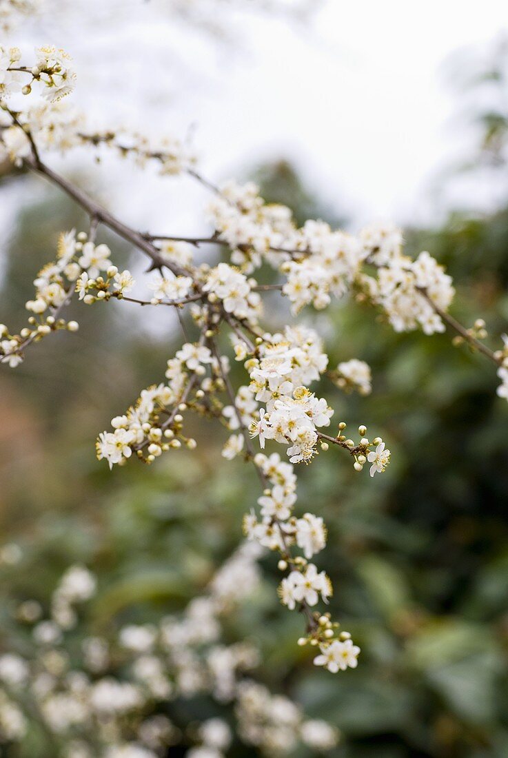 Branch of plum blossom