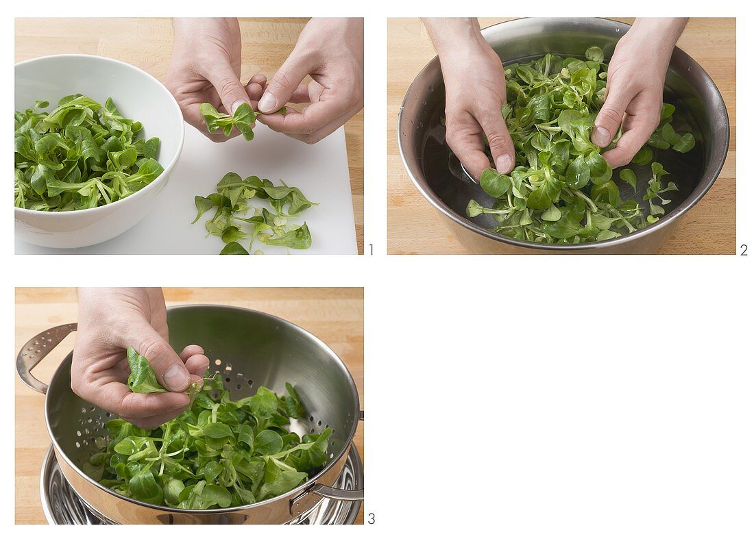 Sorting and washing corn salad