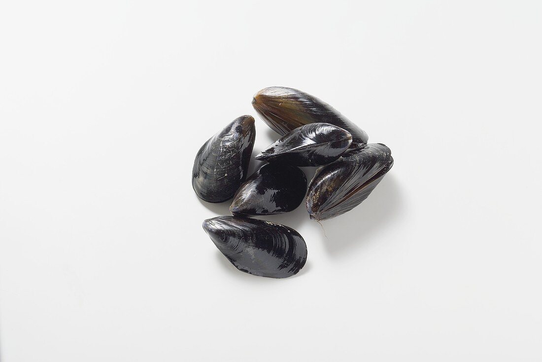 North Sea mussels