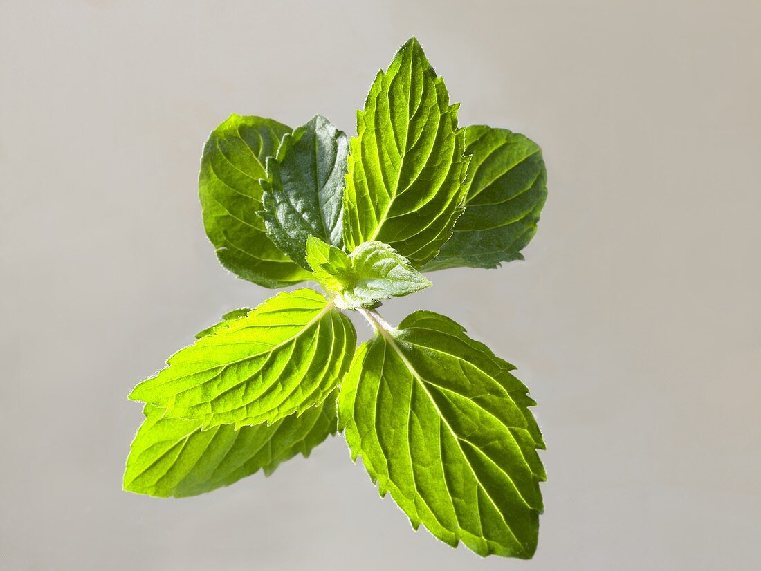 Fresh mint leaves