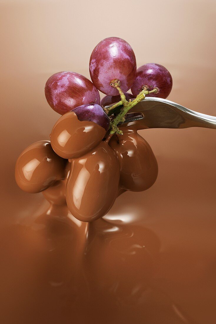 Weintrauben in flüssige Schokolade tauchen