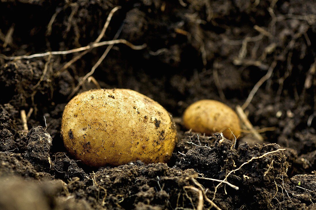 Fresh organic potatoes in the soil