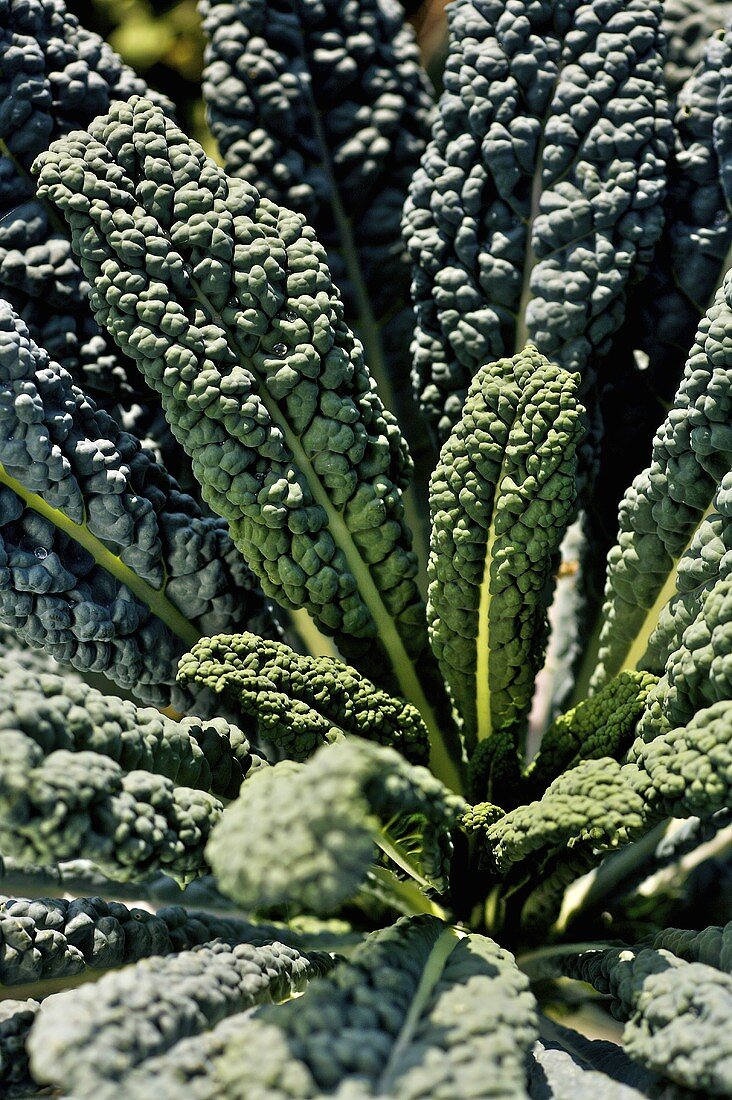 Black kale (close-up)