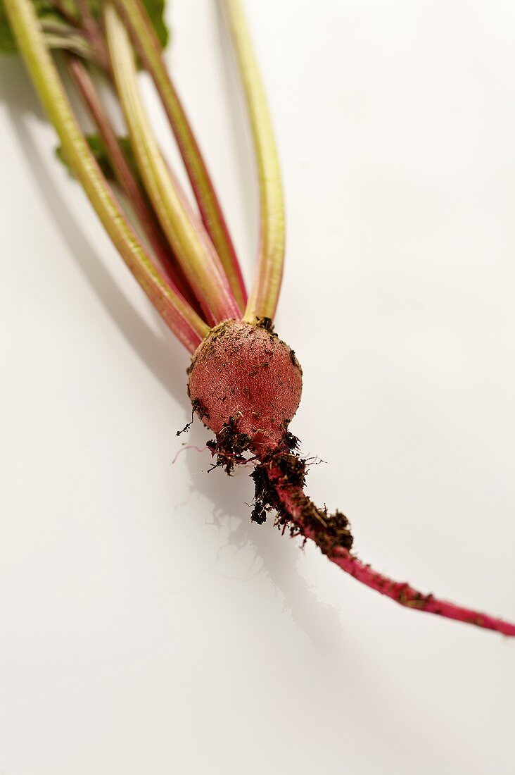 Baby beetroot with soil