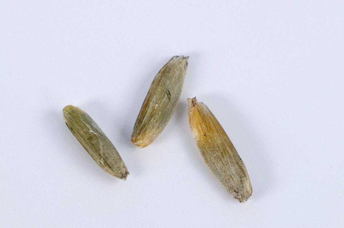 Three grains of Triticum urartu