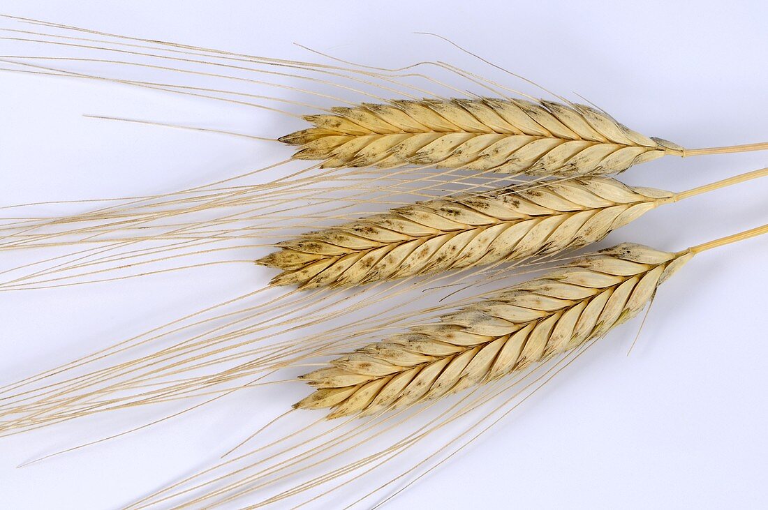 Einkorn wheat (Triticum monococcum)