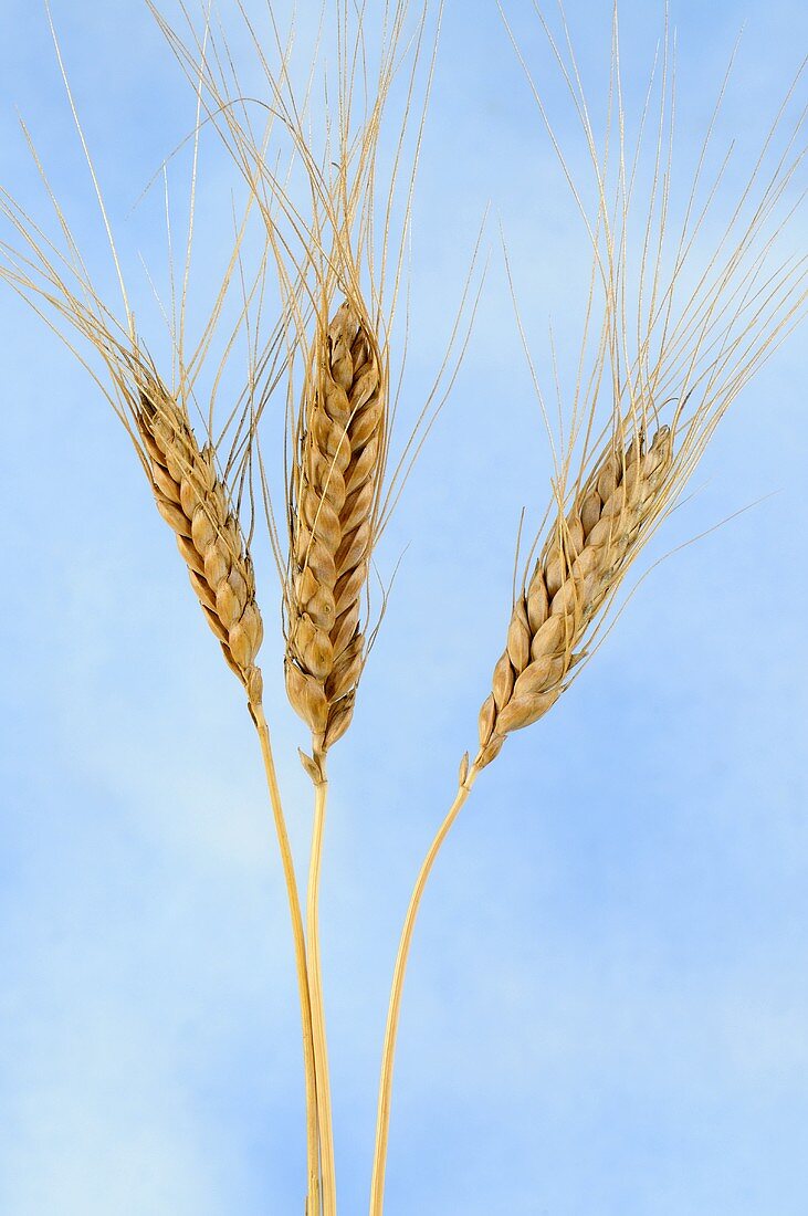 Ethiopian wheat (Triticum aethiopicum)