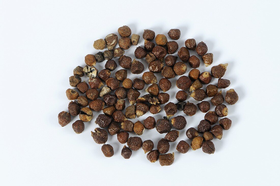 Grains of paradise, Guinea or Melegueta pepper (Aframomum melegueta)