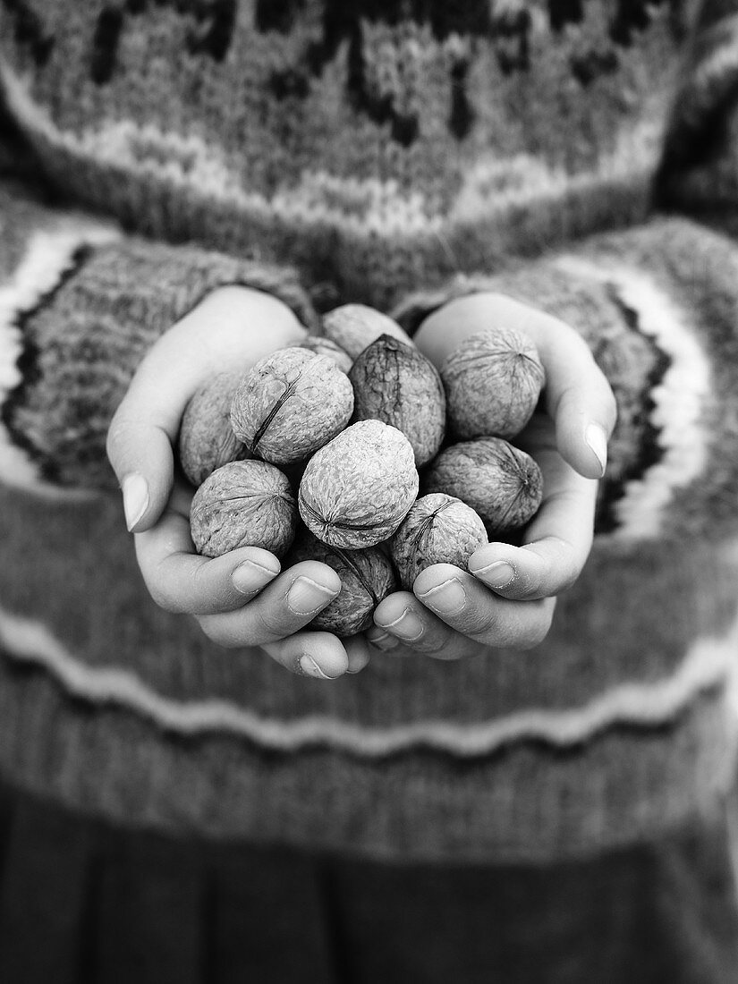Hands holding several walnuts