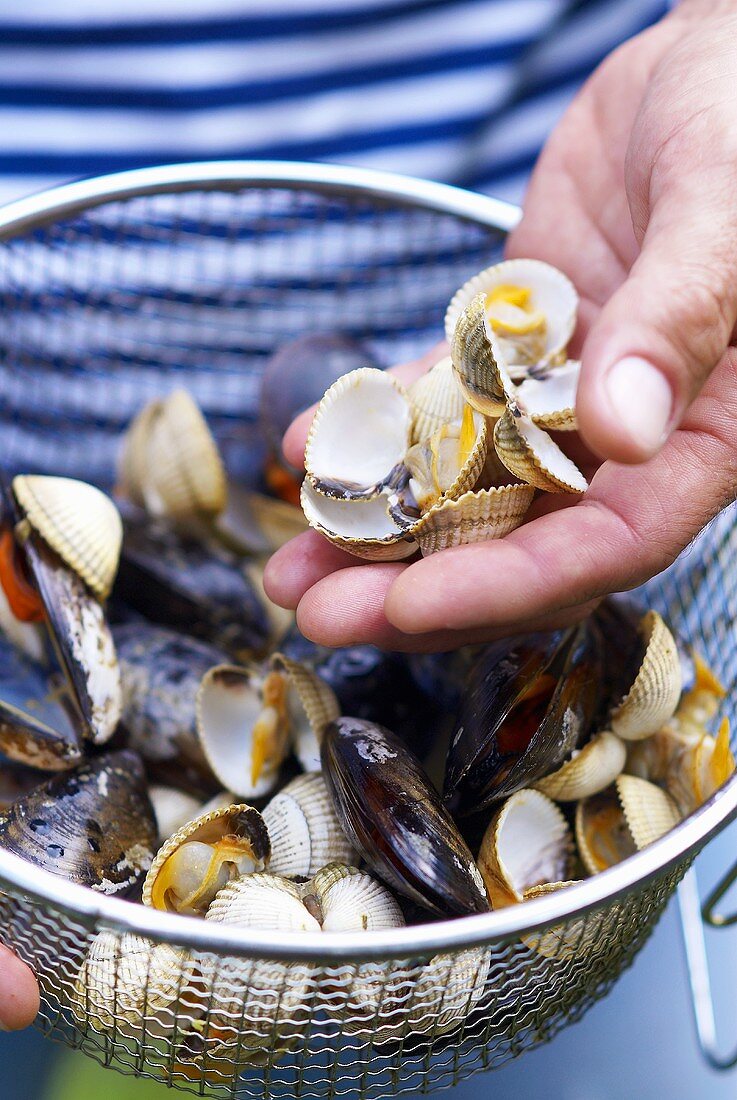 Eine Hand zeigt Muscheln über einem Sieb mit Muscheln