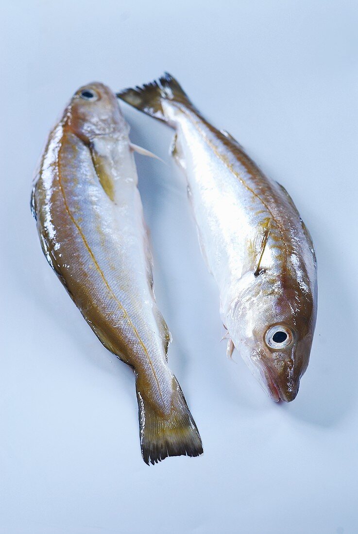 Two fresh cod on pale blue background