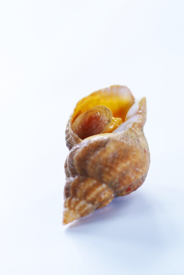 A fresh sea snail